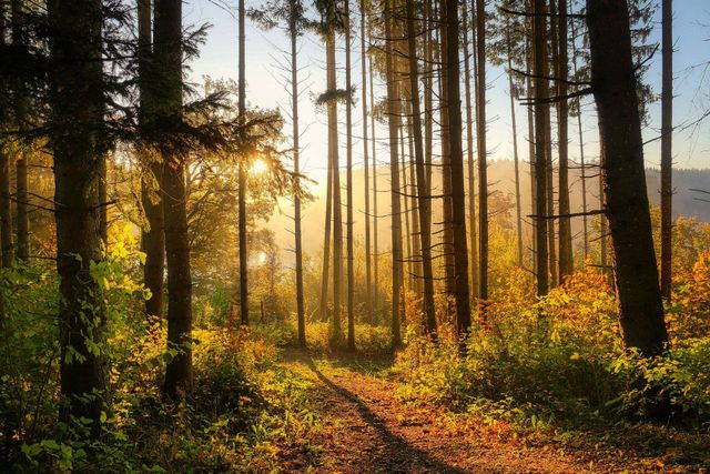 Waldstrategie Baden-Württemberg ist waldpolitischer Kompass der kommenden Jahre